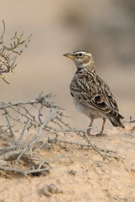 Framed Print : Bimaculated Lark