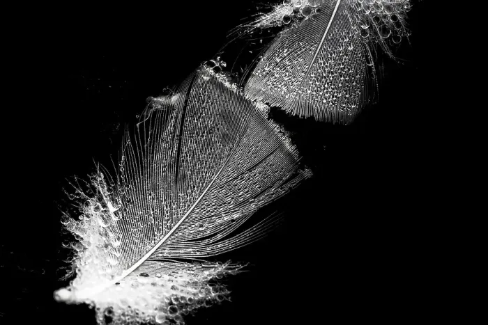 Framed Print : Bird feathers