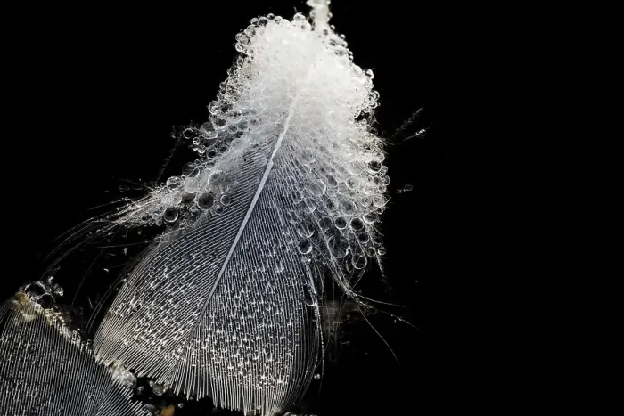 Framed Print : Bird feathers