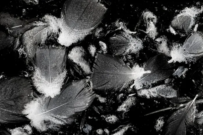 Framed Print : Bird feathers