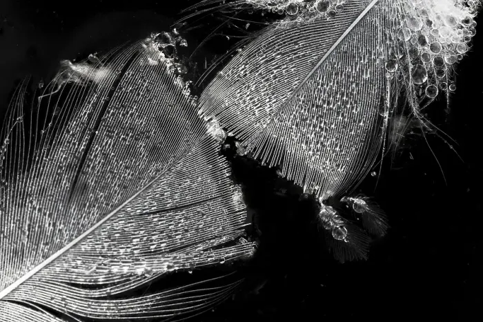Framed Print : Bird feathers