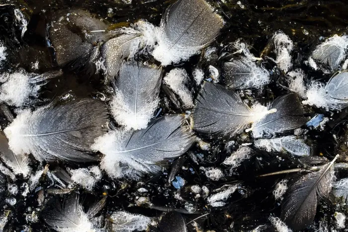 Framed Print : Bird feathers