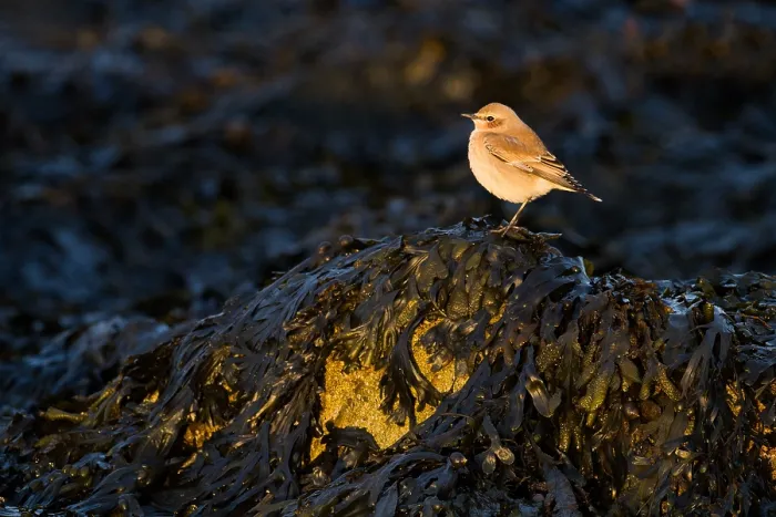 Framed Print : bird, migration, light, perched