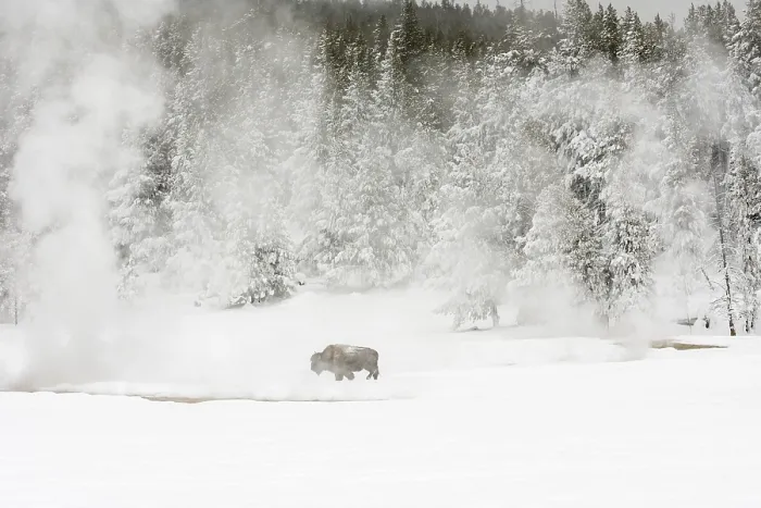 Framed Print : Bison, Bison bison