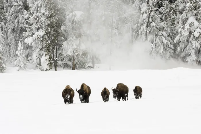 Framed Print : Bison, Bison bison