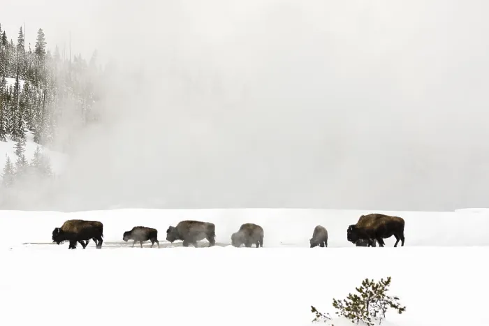 Framed Print : Bison, Bison bison