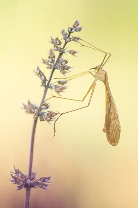 Framed Print : Bittacus italicus