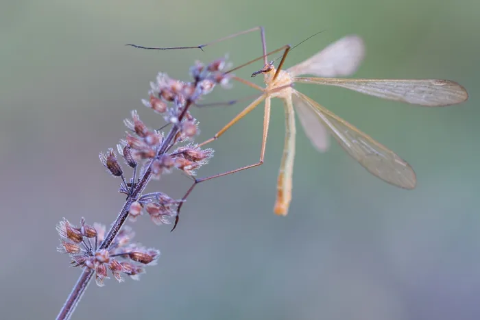 Framed Print : Bittacus italicus