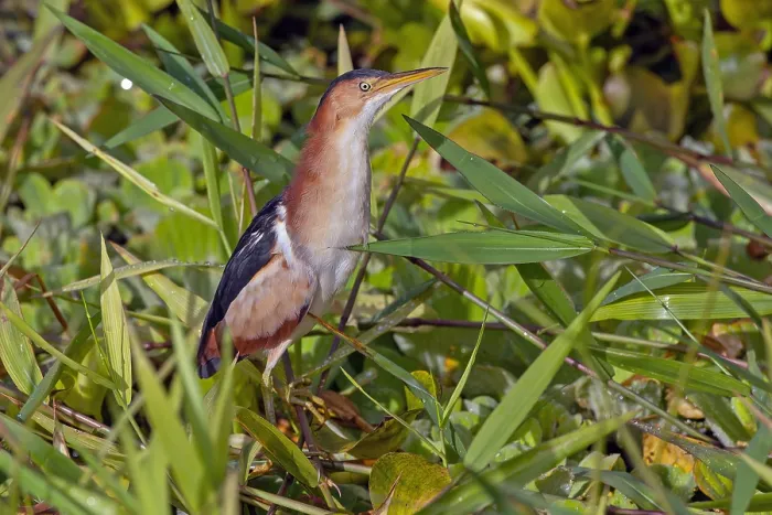 Framed Print : Least Bittern, Ixobrychus exilis