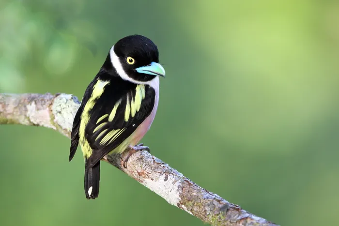 Framed Print : Black-and-yellow Broadbill, Eurylaimus ochromalus