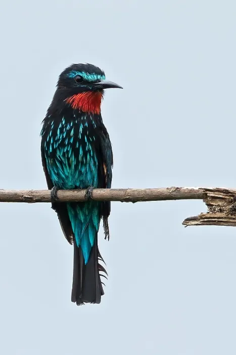 Framed Print : Black Bee-eater, Merops gularis
