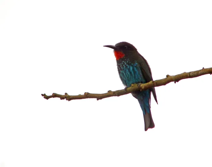 Framed Print : Black bee-eater, Merops gularis