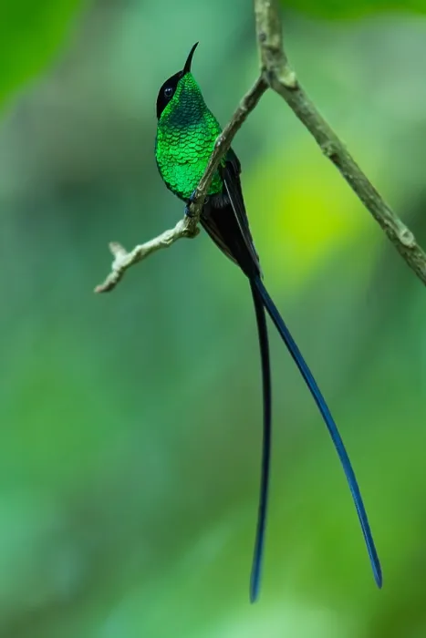 Framed Print : Black-billed Streamertail, Trochilus scitulus