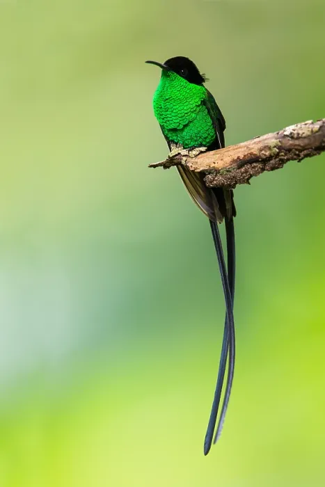 Framed Print : Black-billed Streamertail, Trochilus scitulus