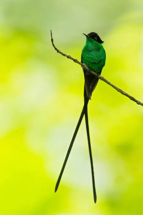 Framed Print : Black-billed Streamertail, Trochilus scitulus