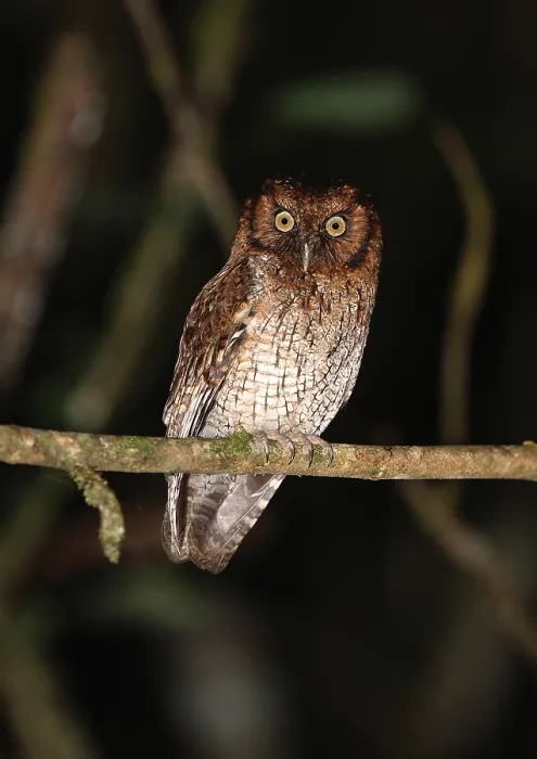 Framed Print : Black-capped or Variable Screech-owl, Megascops atricapilla