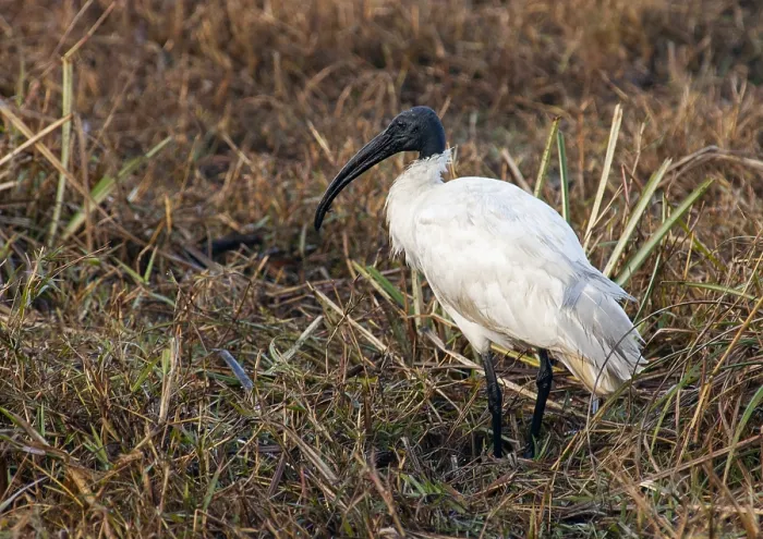 Framed Print : Black-headed Ibis