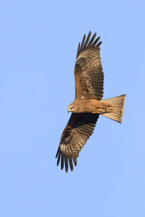 Framed Print : Black Kite