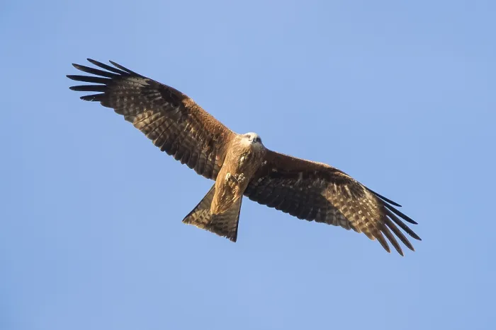 Framed Print : Black Kite