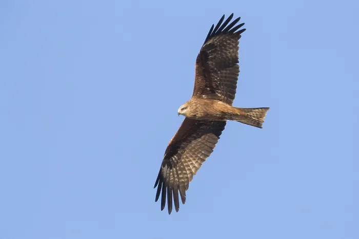 Framed Print : Black Kite