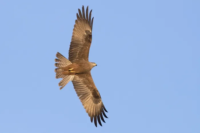 Framed Print : Black Kite