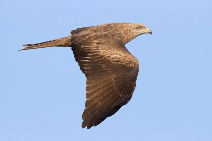 Framed Print : Black Kite