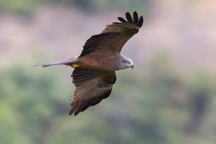 Framed Print : Black Kite