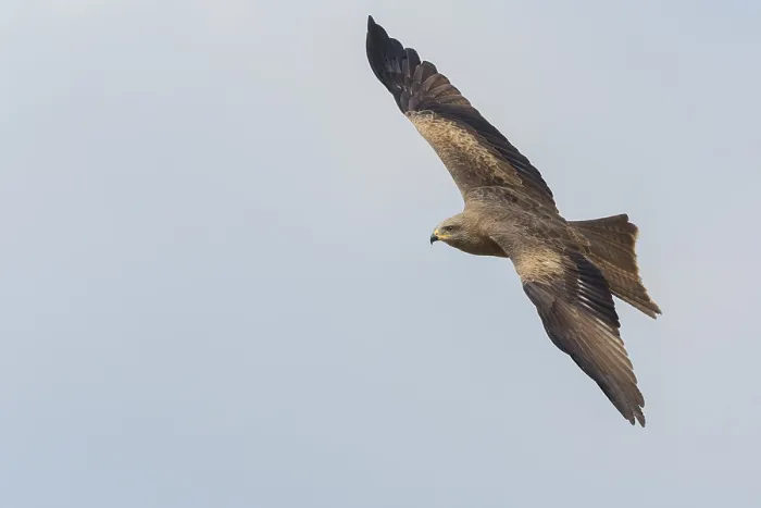 Framed Print : Black Kite in flight Framed Print : Black Kite in flight