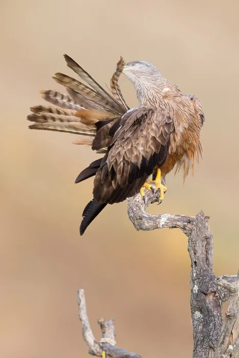 Framed Print : Black Kite, Milvus migrans