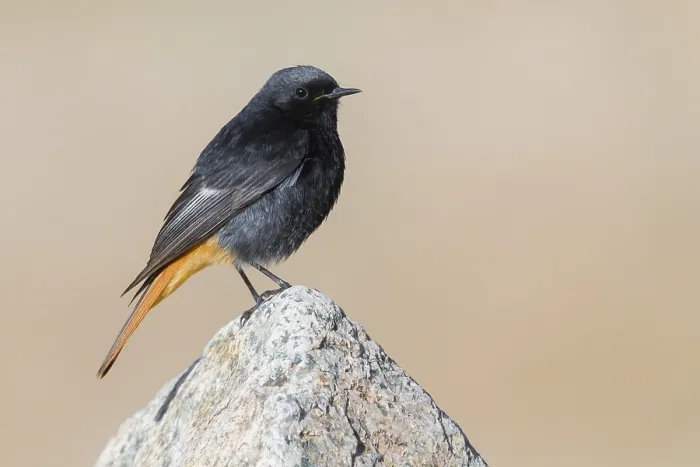 Framed Print : Black Redstart