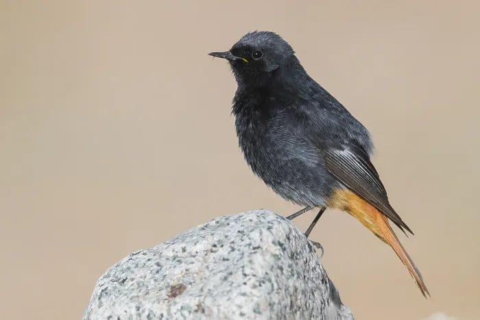 Framed Print : Black Redstart
