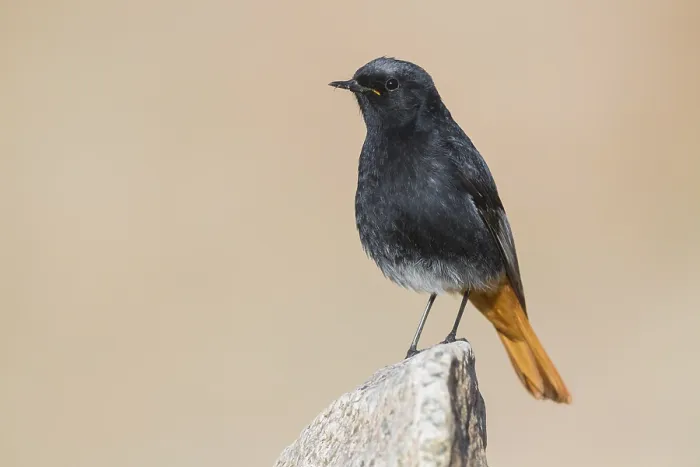 Framed Print : Black Redstart