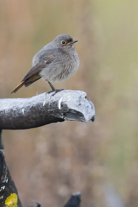 Framed Print : Black Redstart