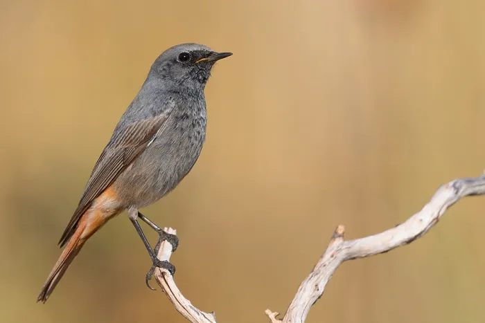 Framed Print : Black Redstart