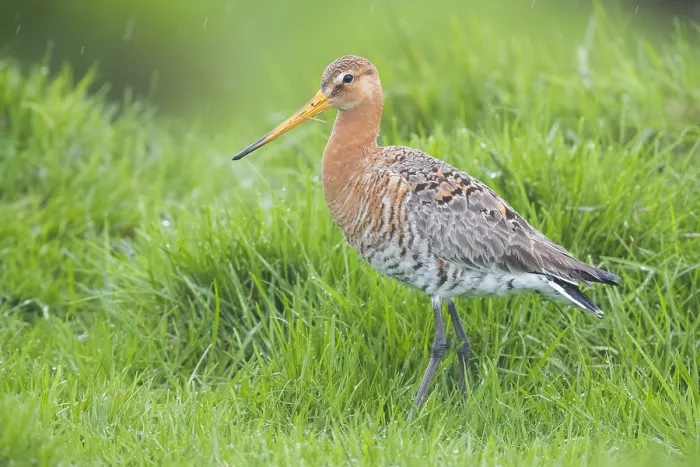 Framed Print : Black-tailed Godwit
