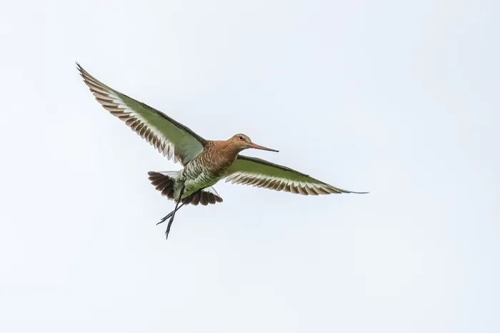 Framed Print : Black-tailed Godwit, Limosa limosa, Grutto