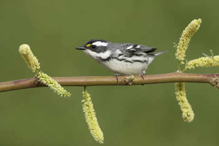 Framed Print : Black-throated gray warbler, Setophaga nigrescens