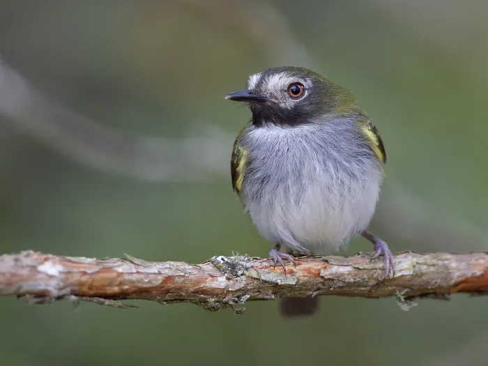 Framed Print : Black-throated Tody-Tyrant (Hemitriccus granadensis)