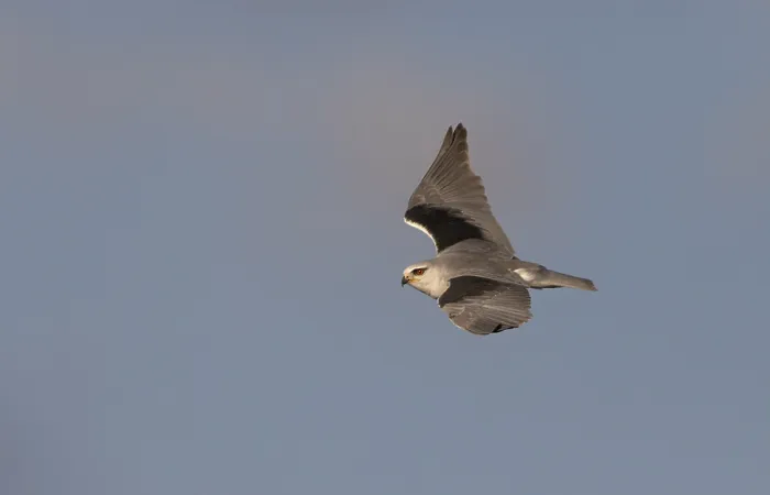 Framed Print : Black-winged Kite, Elanus caeruleus
