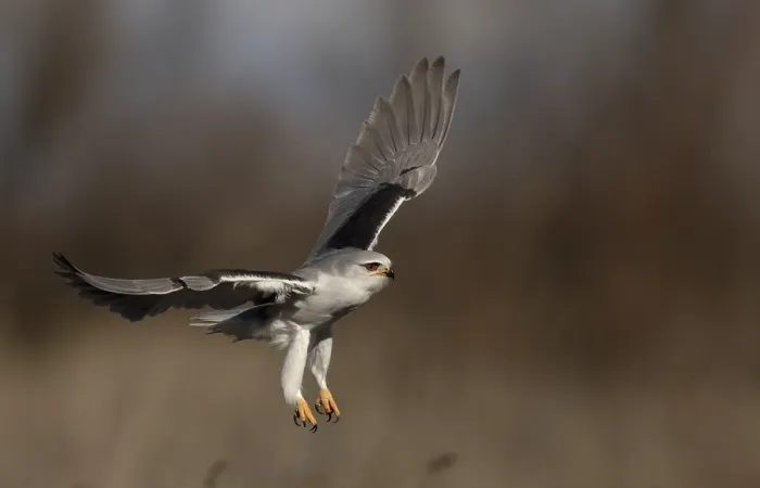 Framed Print : Black-winged Kite, Elanus caeruleus