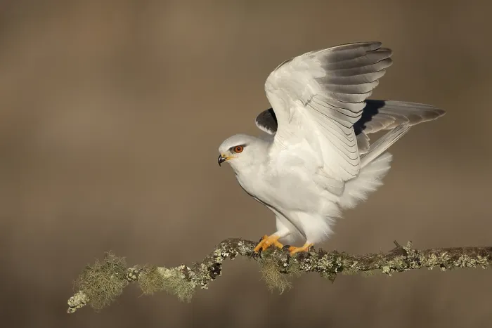 Framed Print : Black-winged Kite, Elanus caeruleus