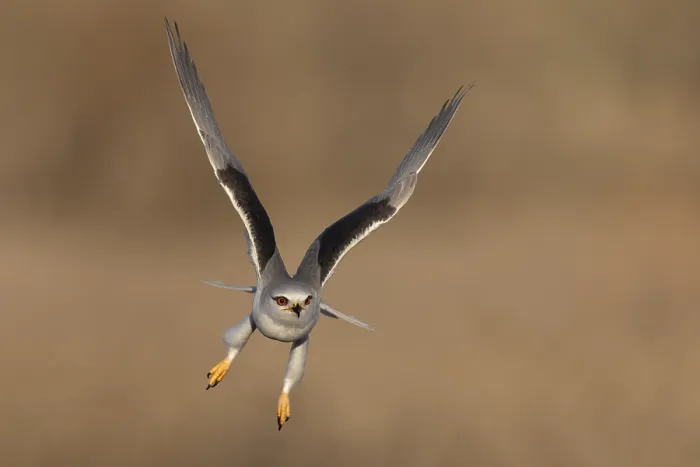 Framed Print : Black-winged Kite, Elanus caeruleus