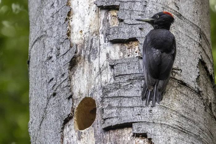 Framed Print : Black Woodpecker, Dryocopus martius martius
