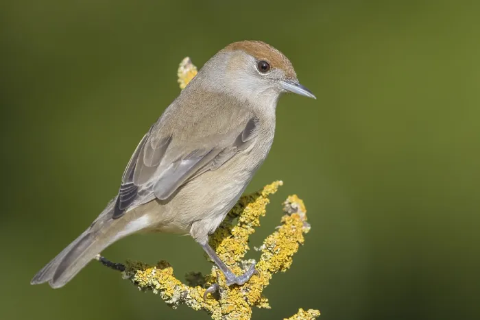 Framed Print : Blackcap (Sylvia atricapilla), adult female standing on a branch covered with lychens