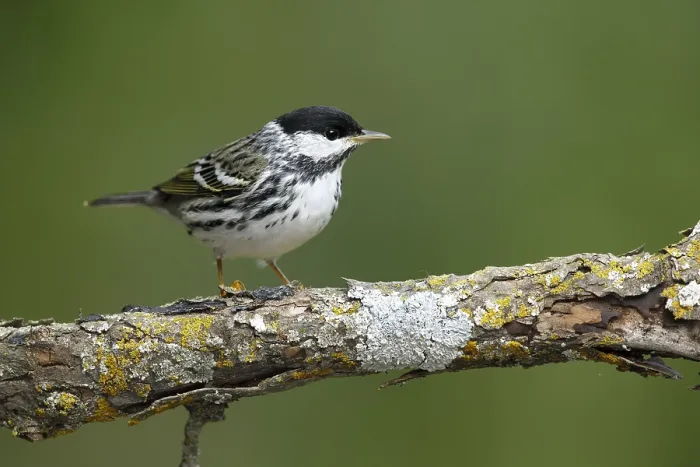 Framed Print : Blackpoll Warbler