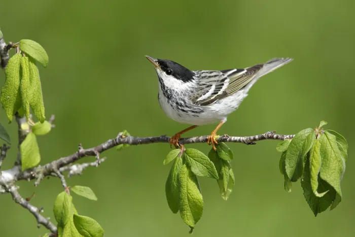 Framed Print : Blackpoll Warbler Framed Print : Blackpoll Warbler