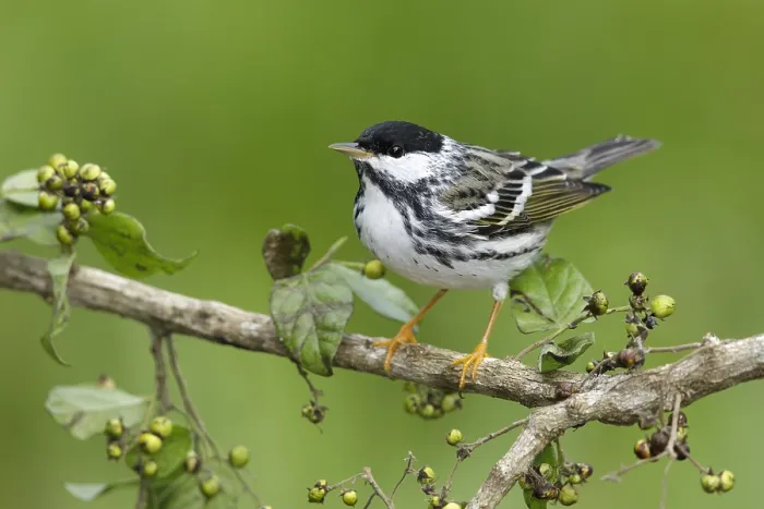 Framed Print : Blackpoll Warbler