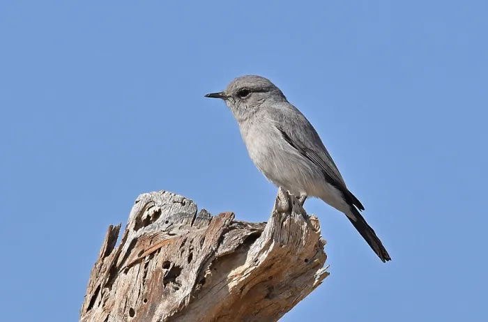 Framed Print : Blackstart in Oman