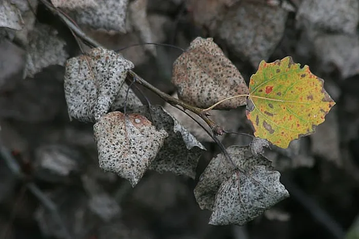  : blad, leaf