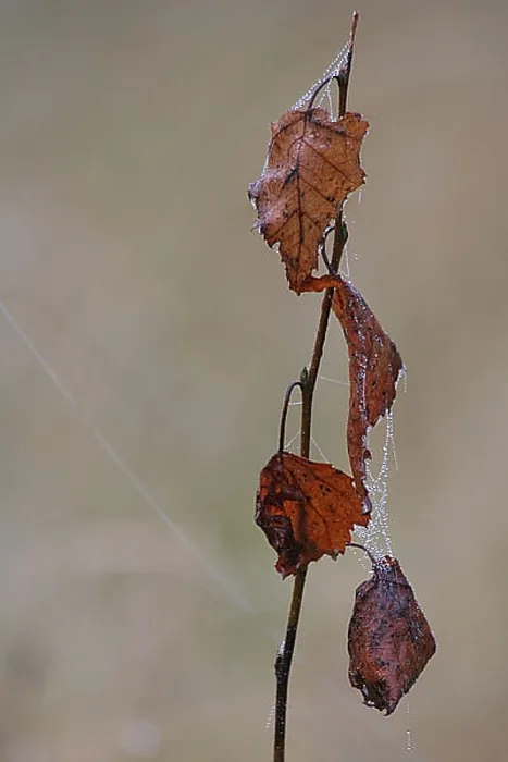  : blad, leaf